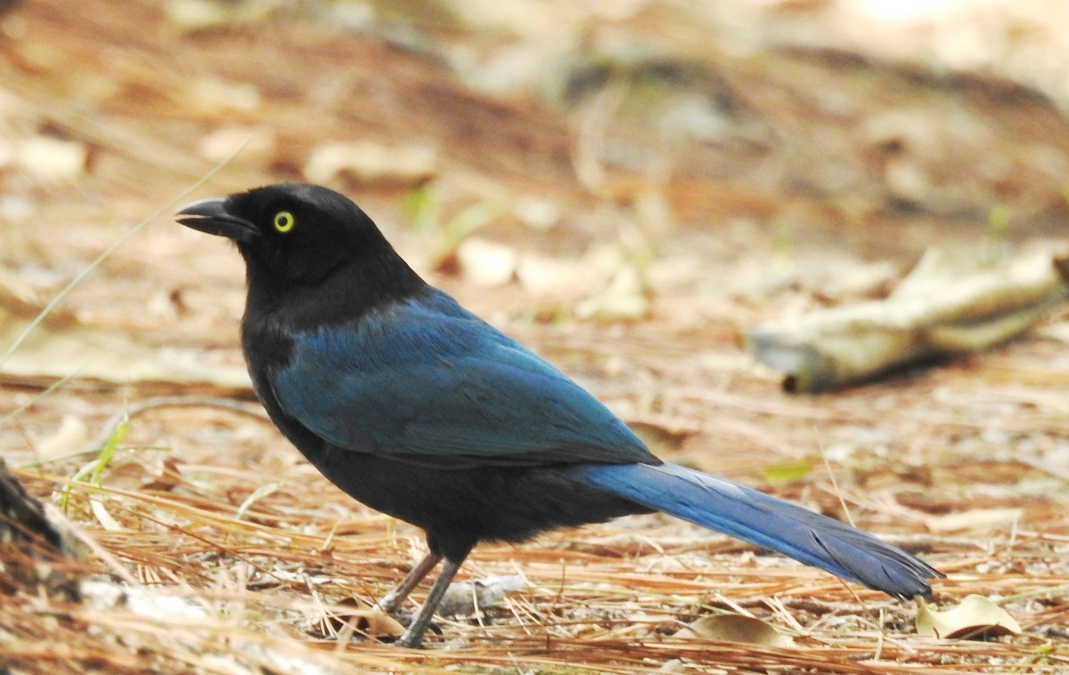 Bushy-crested Jay - Pablo Bedrossian