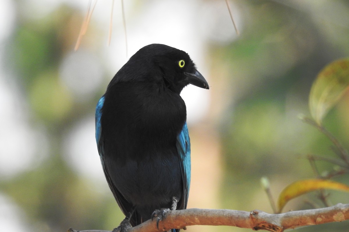 Bushy-crested Jay - Pablo Bedrossian