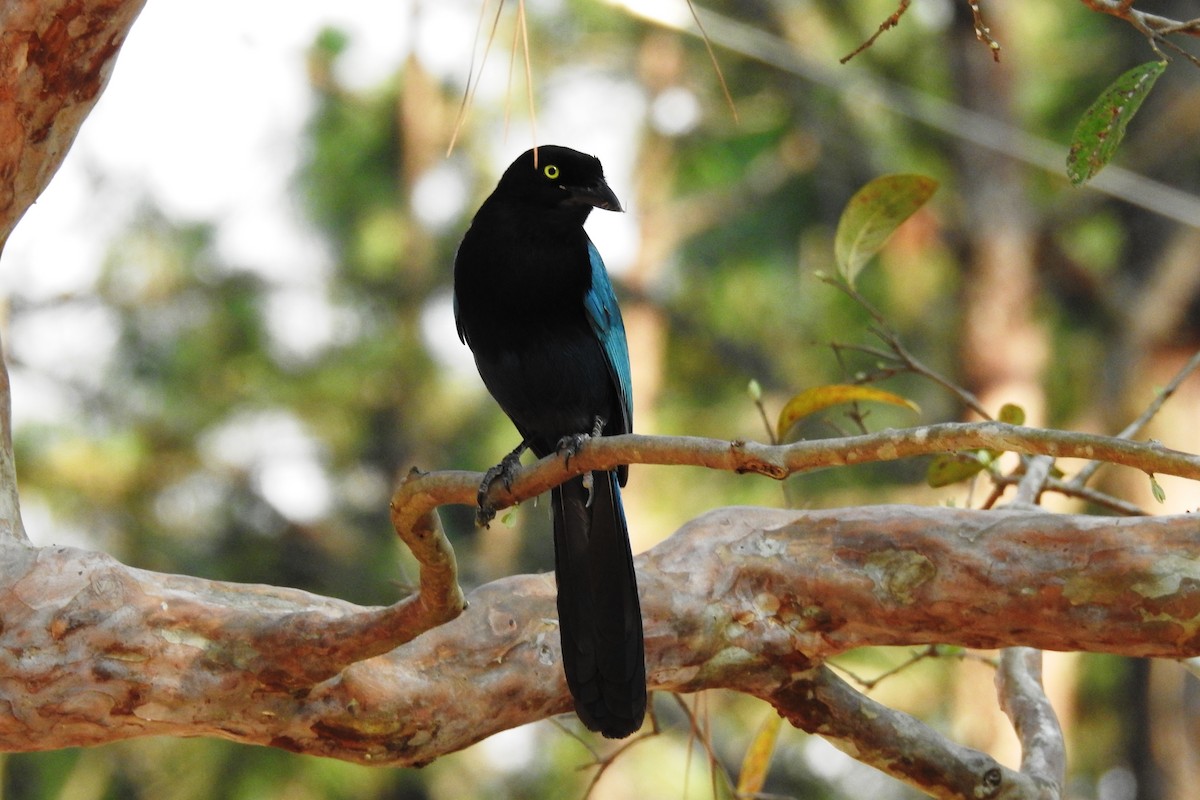 Bushy-crested Jay - Pablo Bedrossian