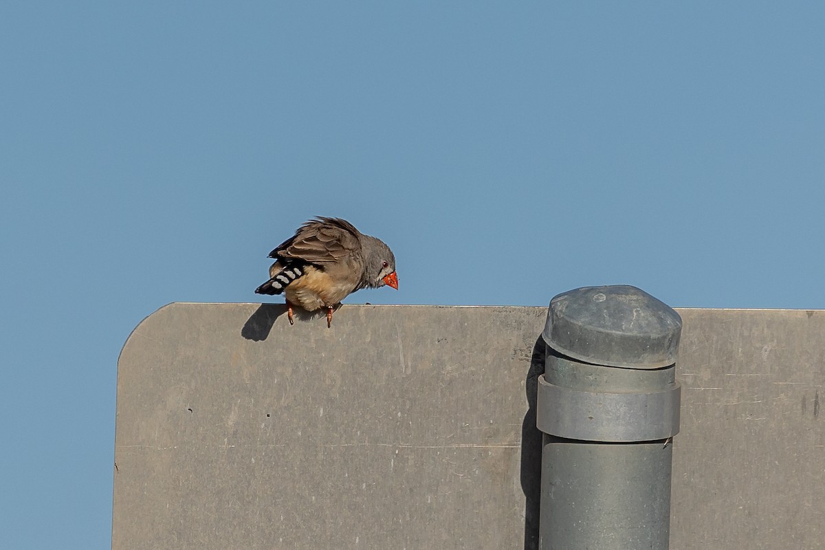 Zebra Finch - Graham Possingham