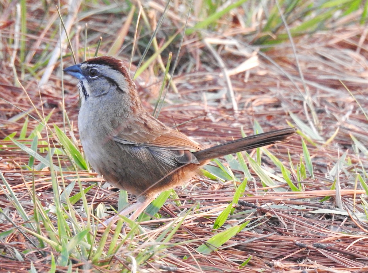 Rusty Sparrow - ML619124770