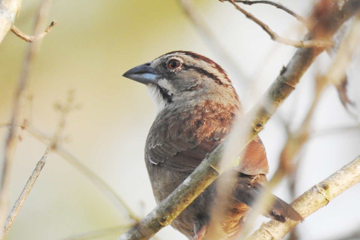 Rusty Sparrow - Pablo Bedrossian