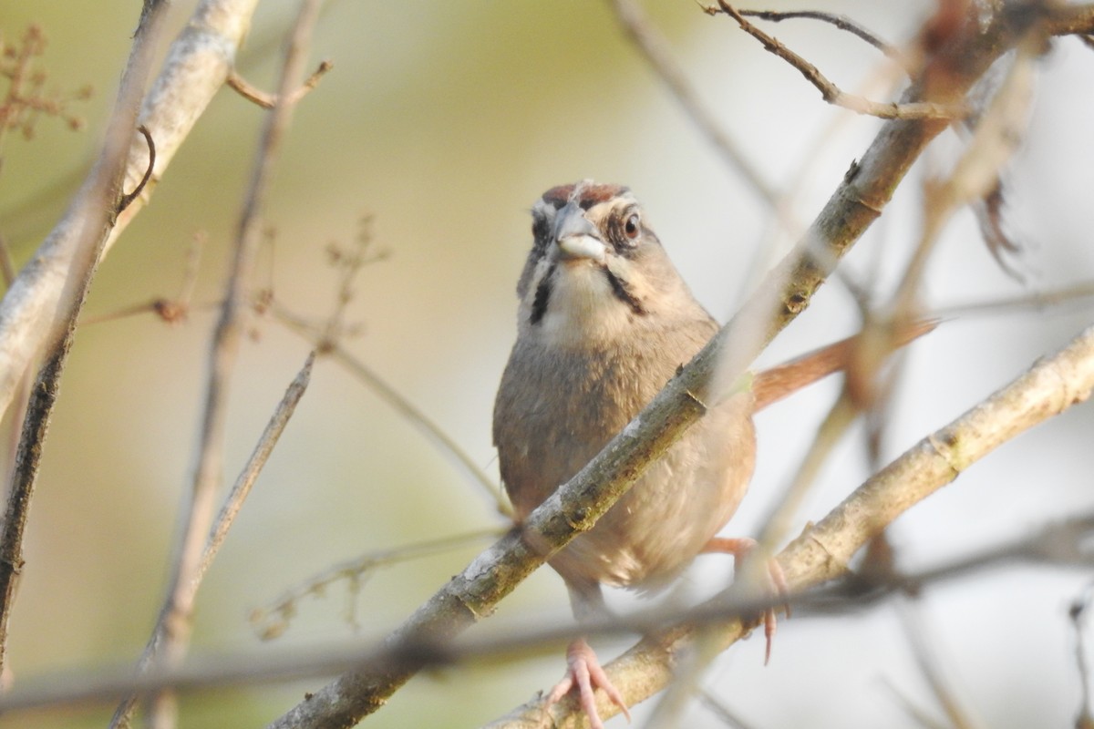 Rusty Sparrow - Pablo Bedrossian