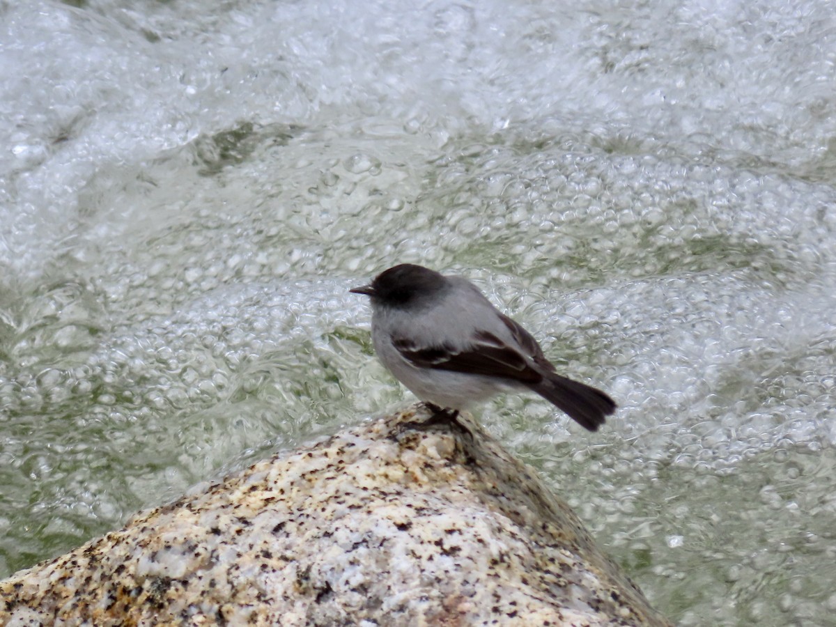 Torrent Tyrannulet - Greg Vassilopoulos