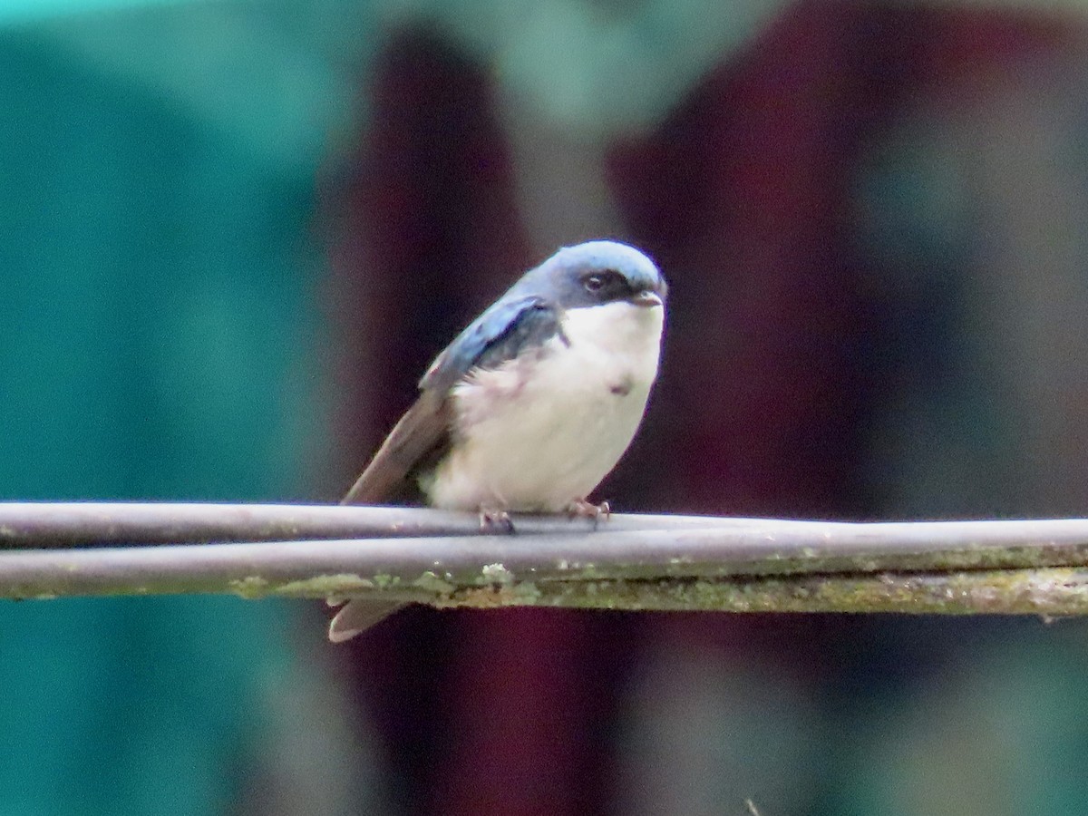 Blue-and-white Swallow - Greg Vassilopoulos