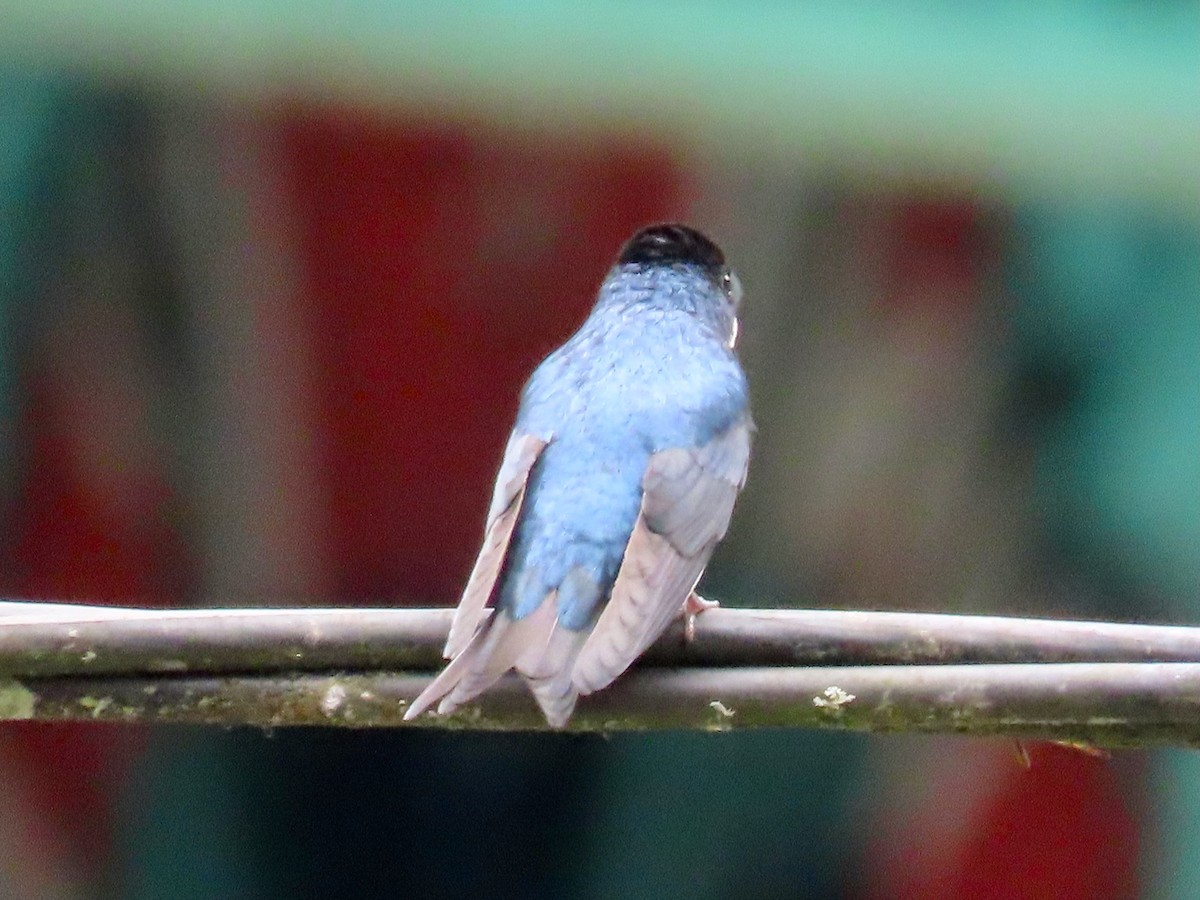 Blue-and-white Swallow - Greg Vassilopoulos