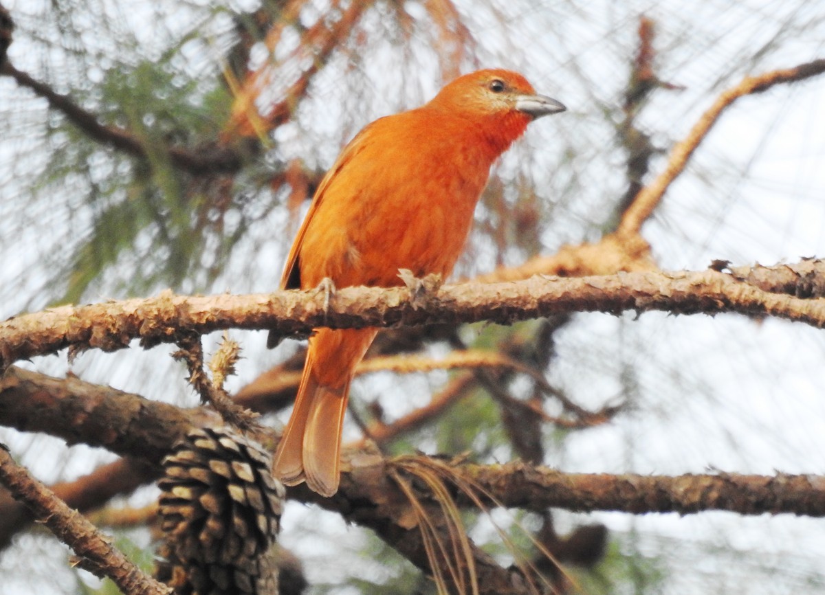 Flame-colored Tanager - Pablo Bedrossian