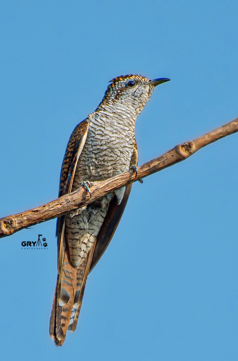 Banded Bay Cuckoo - ML619124842