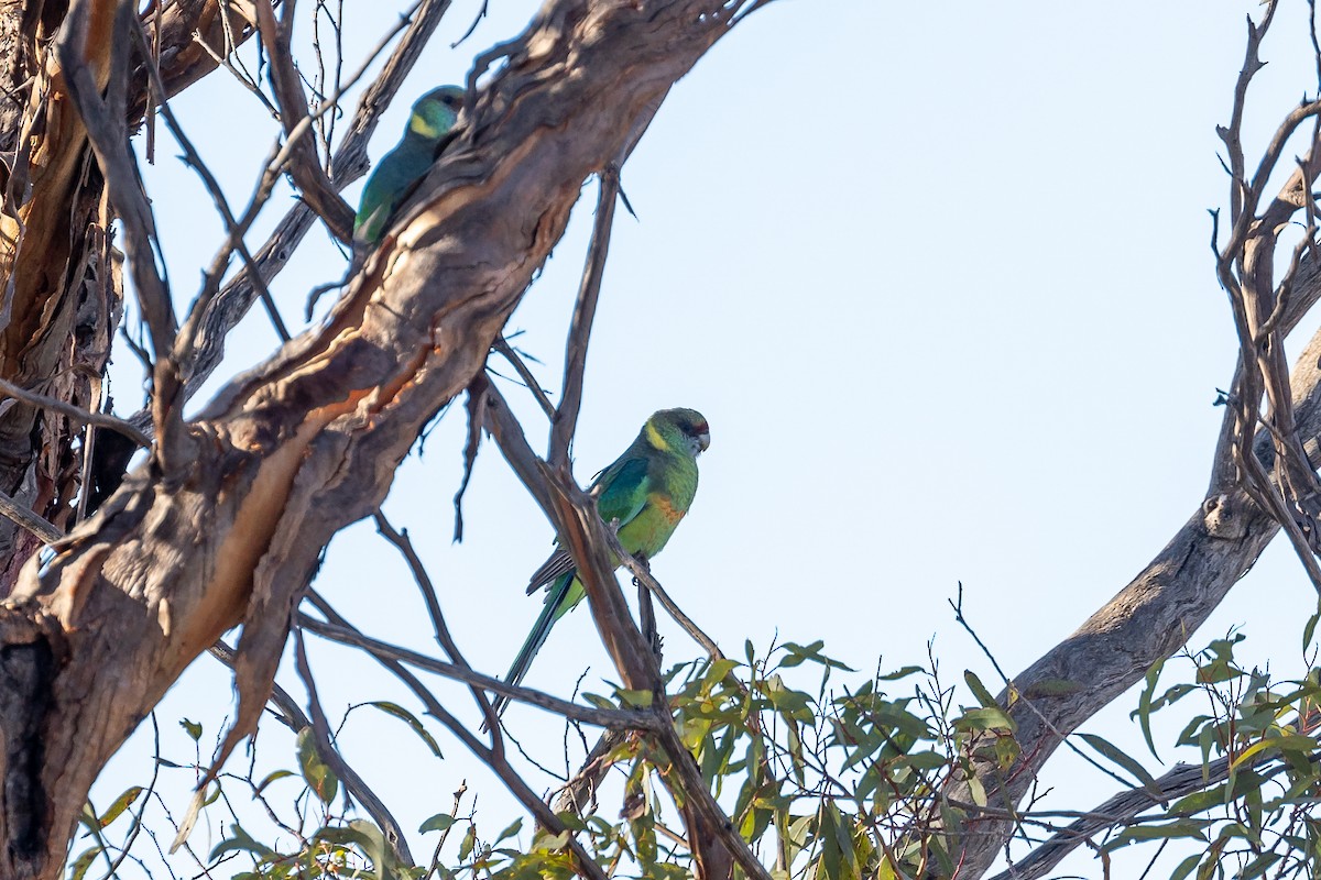 Perico de Port Lincoln (barnardi) - ML619124862