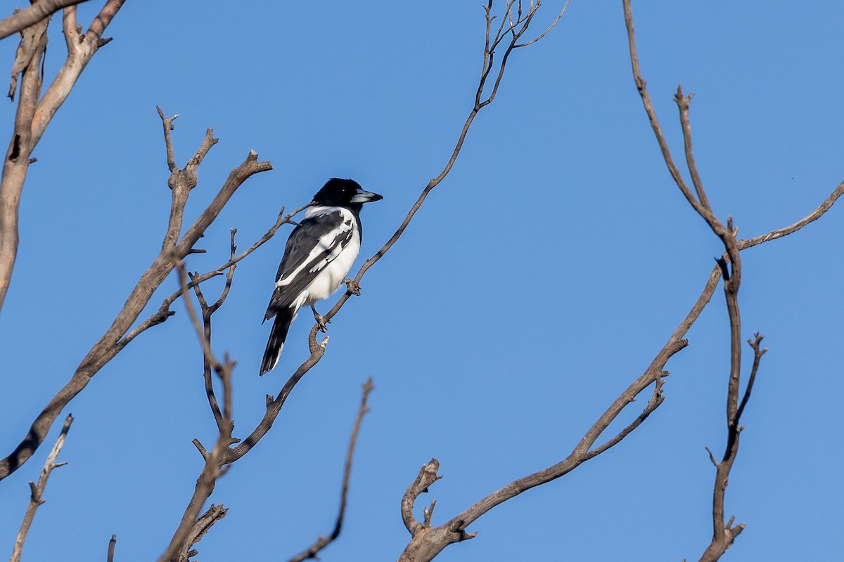 Pied Butcherbird - ML619124864