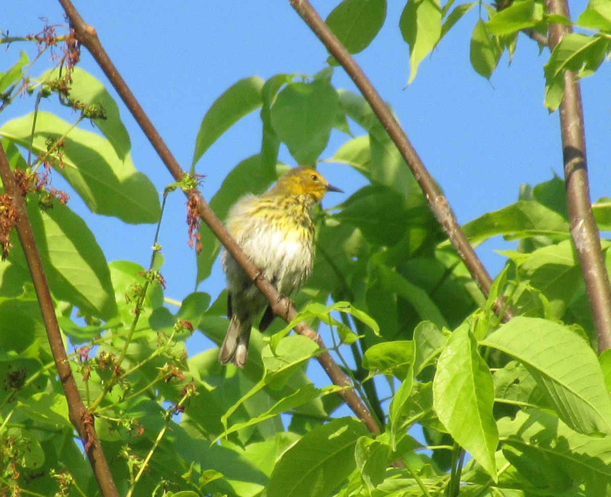 Cape May Warbler - Shawn Loewen