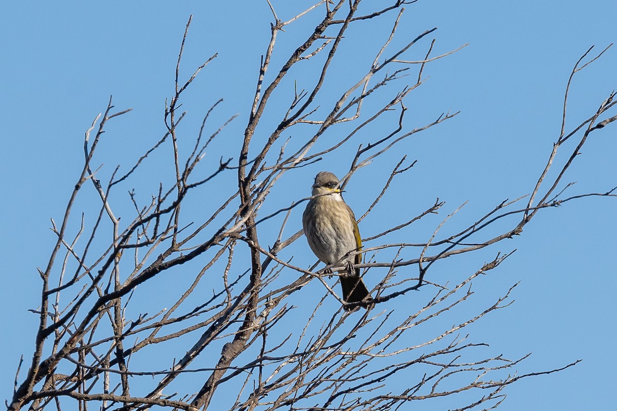 Singing Honeyeater - Graham Possingham