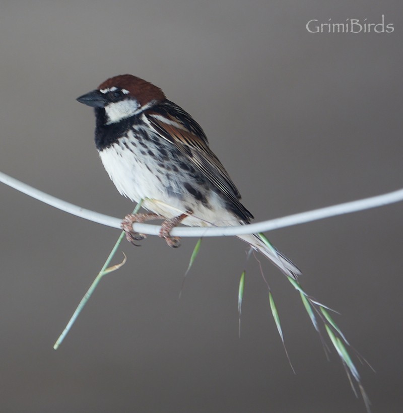 Spanish Sparrow - ML619124876