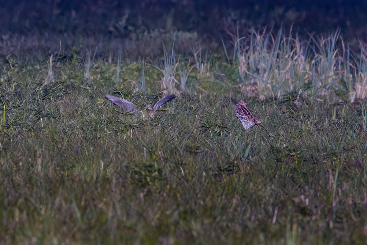 Great Snipe - Yves Gisseleire