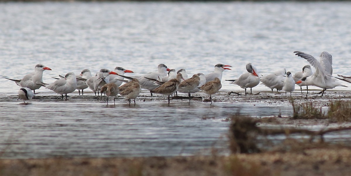 Caspian Tern - Paul Lynch