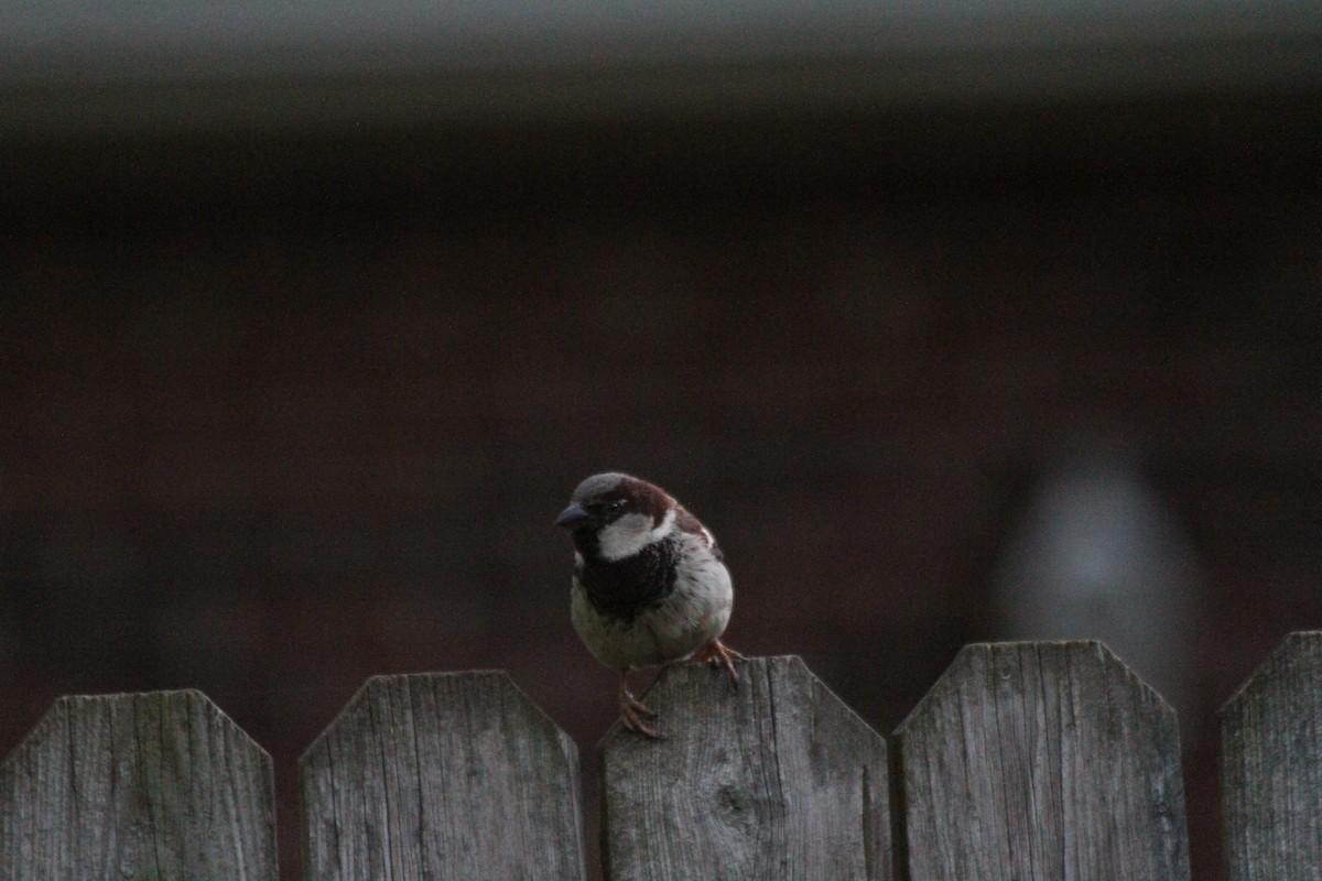 House Sparrow - Caleb Guzman