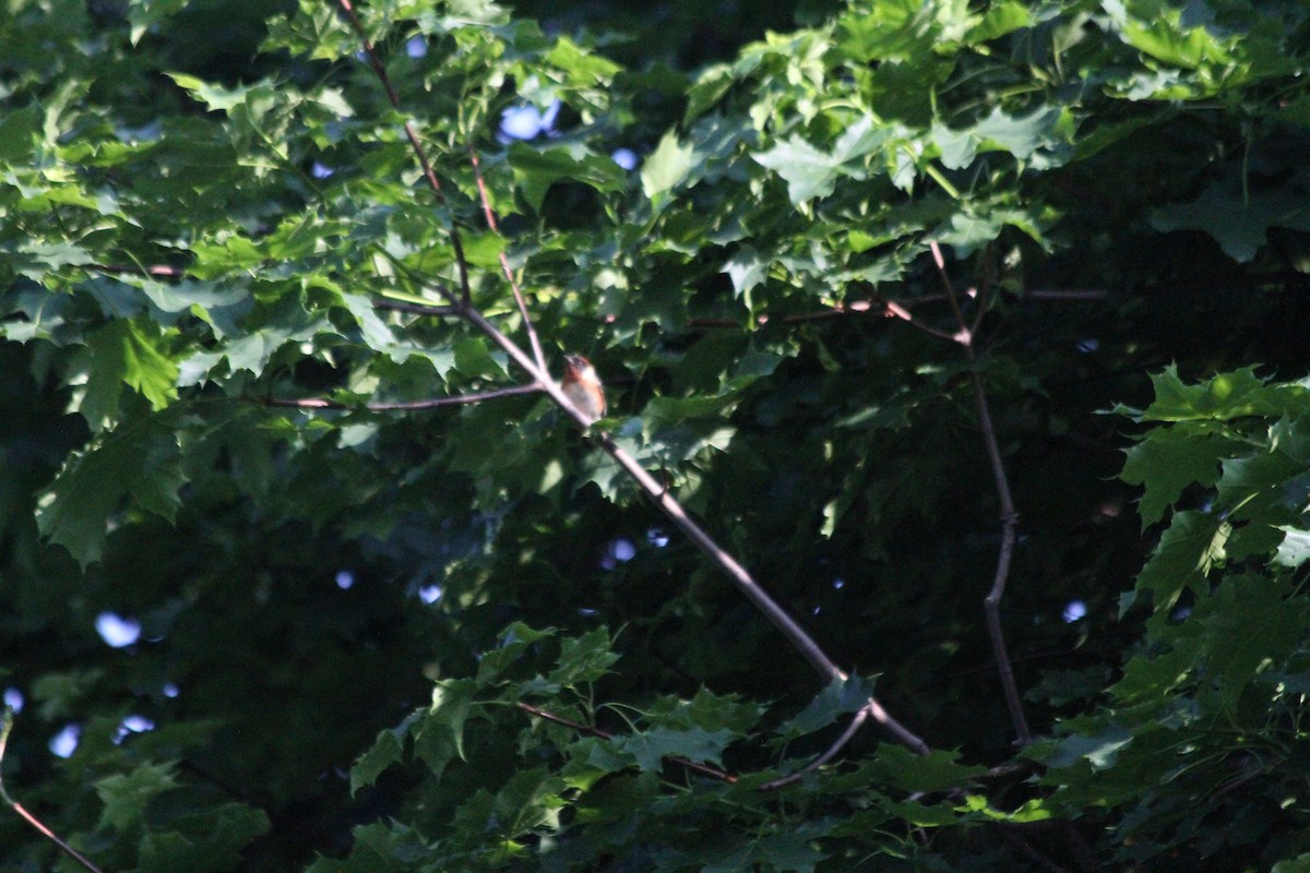 Bay-breasted Warbler - Caleb Guzman