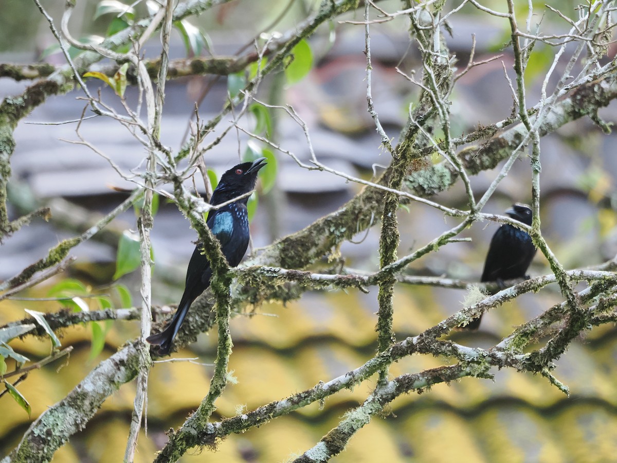 Hair-crested Drongo (Bornean) - Kuan Chih Yu