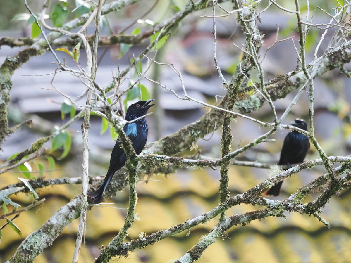 Hair-crested Drongo (Bornean) - ML619124979