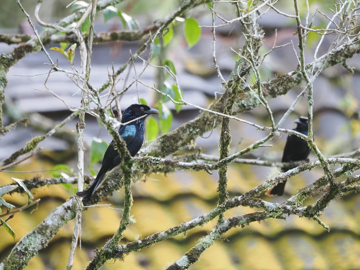 Hair-crested Drongo (Bornean) - Kuan Chih Yu