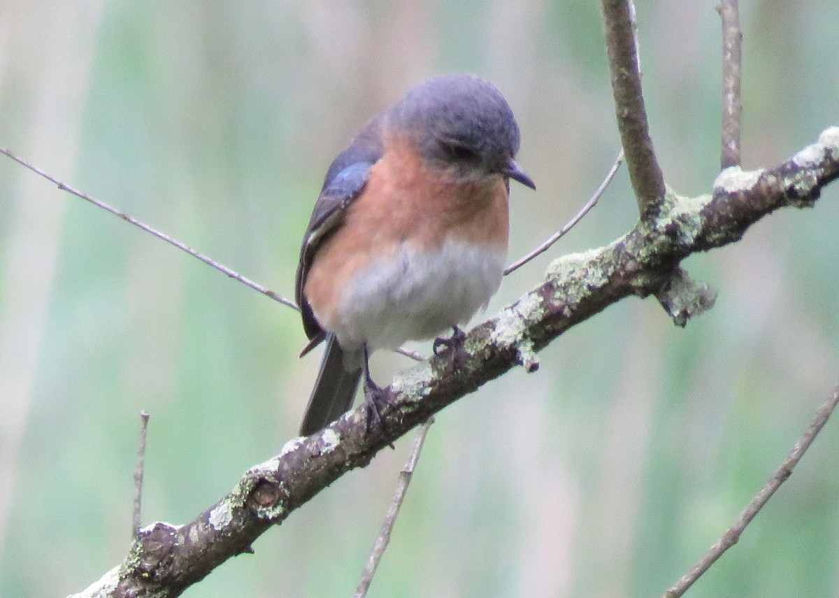 Eastern Bluebird - Anonymous