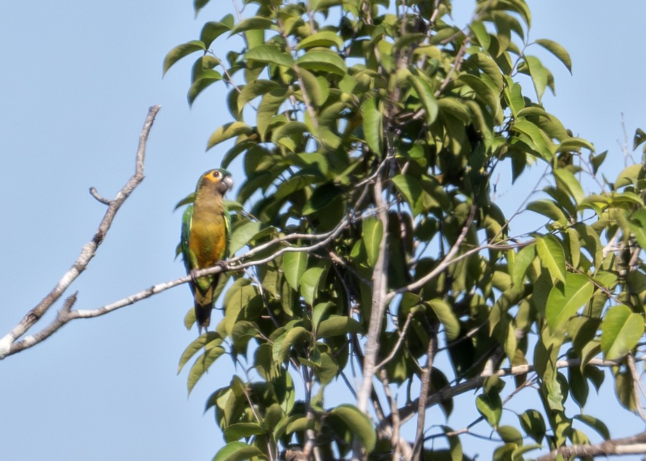 Brown-throated Parakeet - Caio Brito