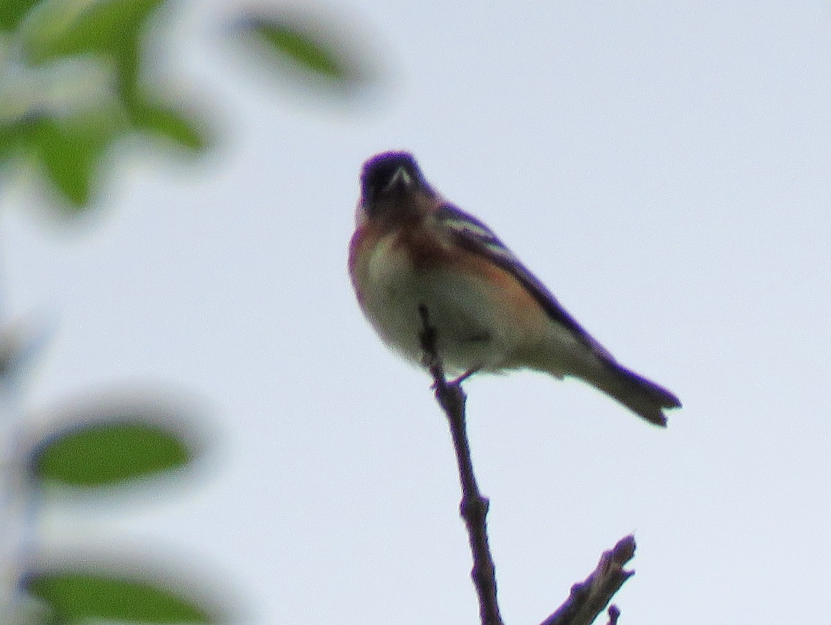 Bay-breasted Warbler - ML619124988