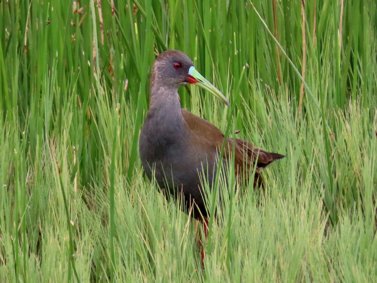 Plumbeous Rail - Greg Vassilopoulos