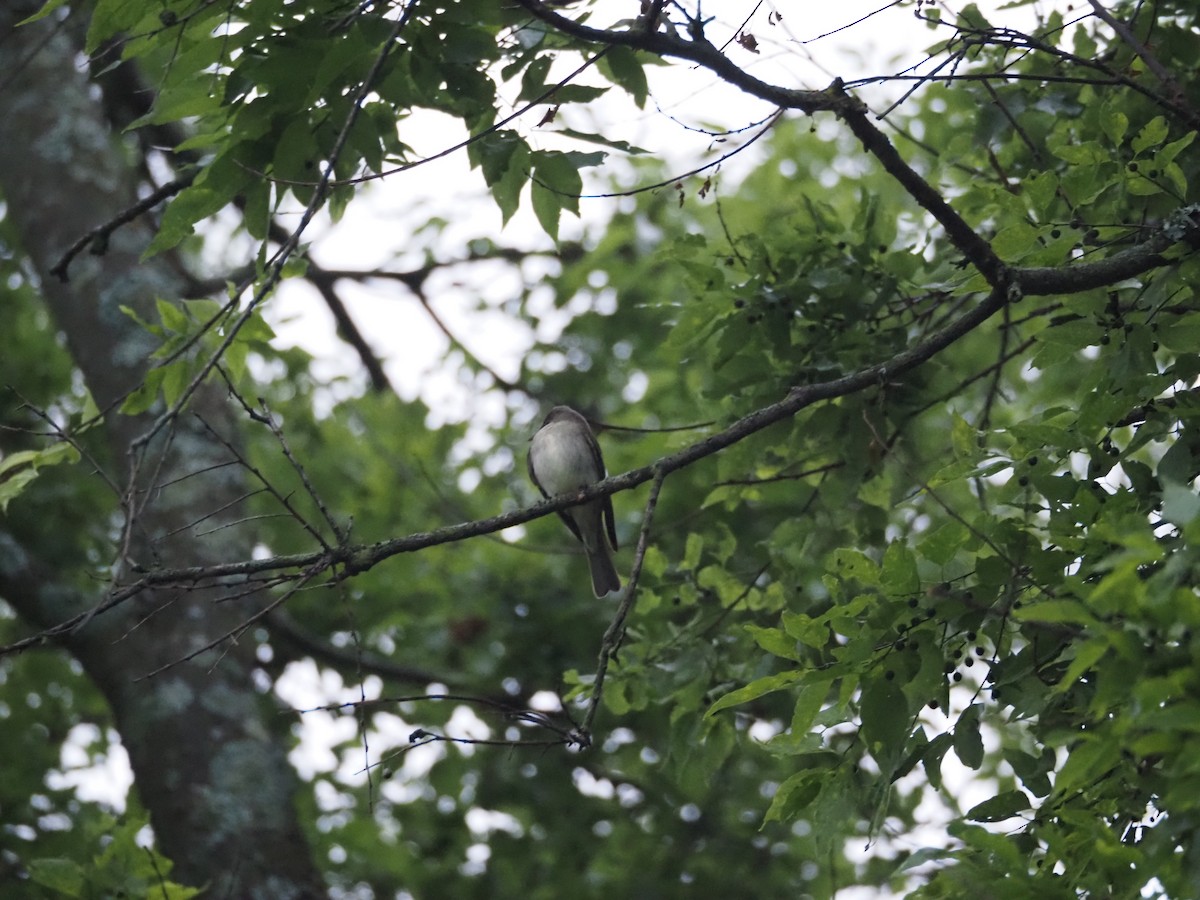 Eastern Wood-Pewee - david parsley