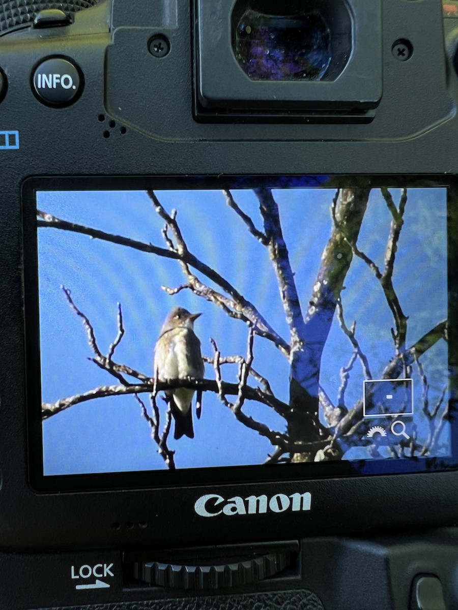 Olive-sided Flycatcher - Dominick Fenech