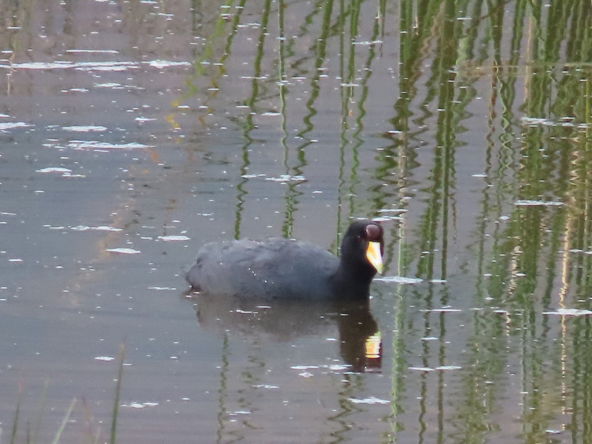 Slate-colored Coot - Greg Vassilopoulos