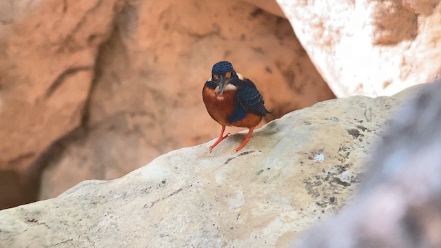 Blaubrust-Zwergfischer (cyanopectus) - ML619125053