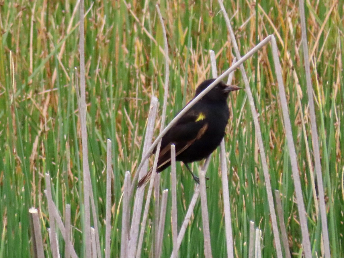 Yellow-winged Blackbird - Greg Vassilopoulos