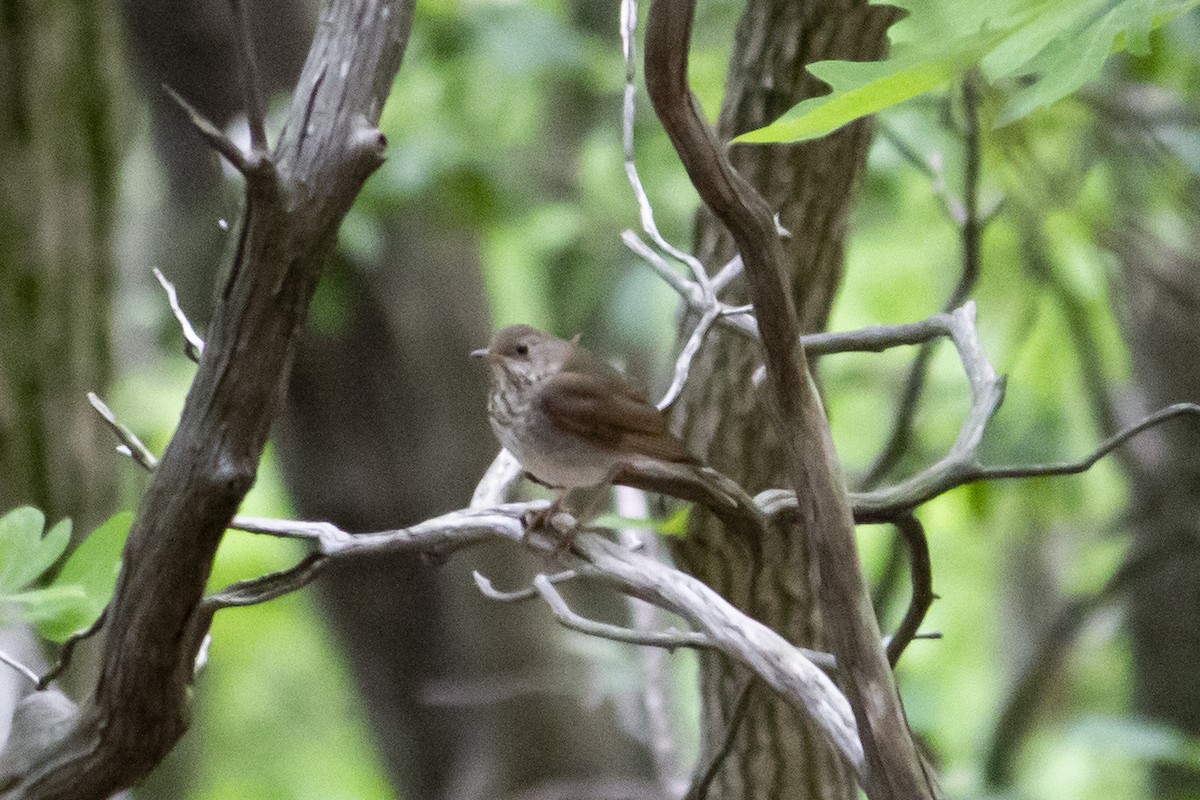 Bicknell's Thrush - ML619125119