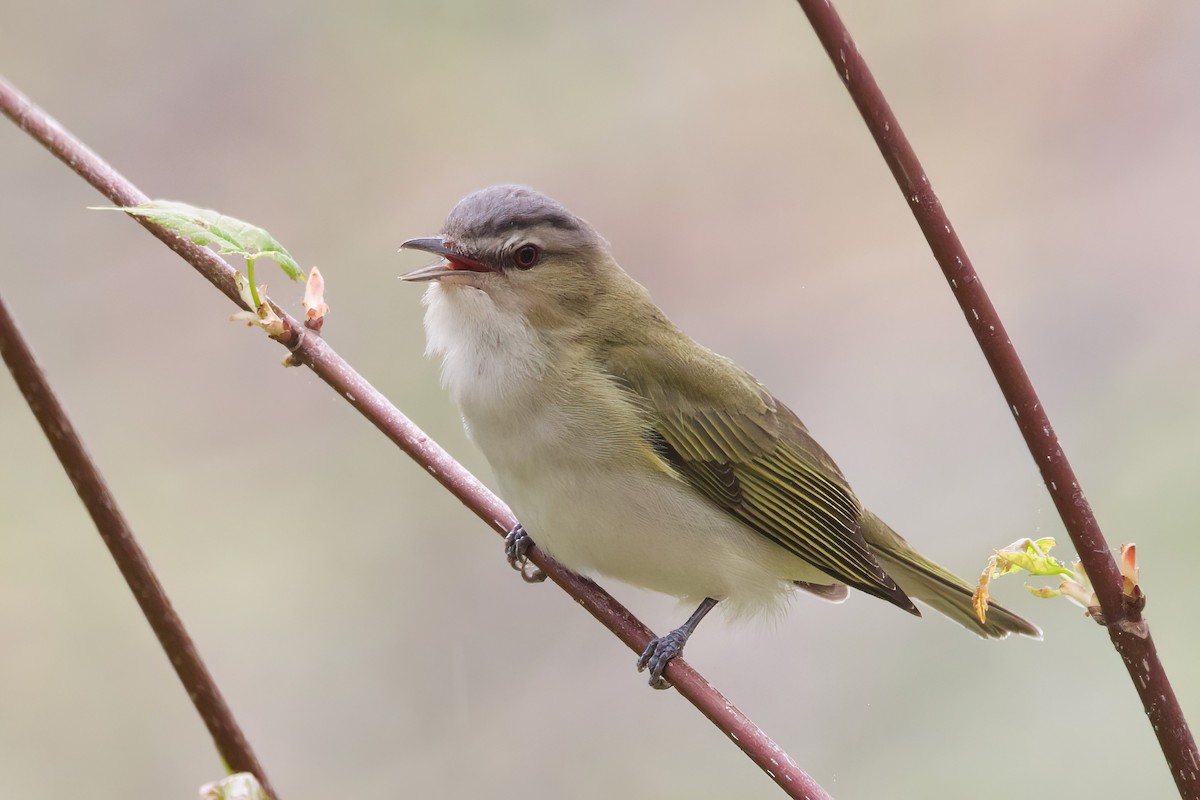 Red-eyed Vireo - Donna Salko