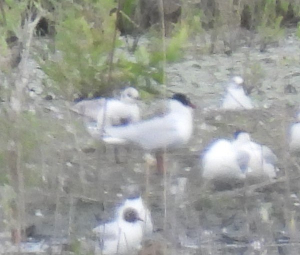 Mediterranean Gull - Tomislav Mandir