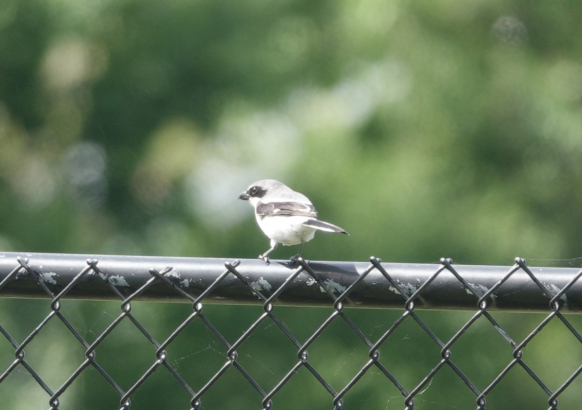 Loggerhead Shrike - David Schroder