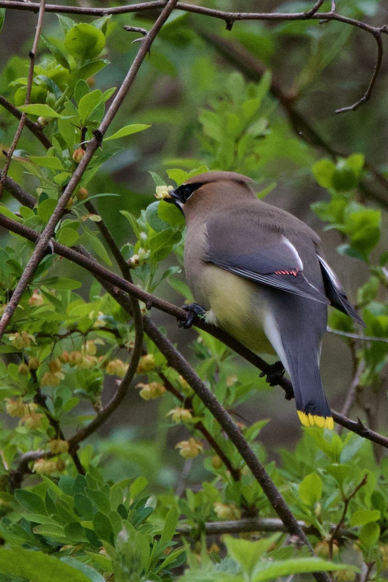 Cedar Waxwing - ML619125176