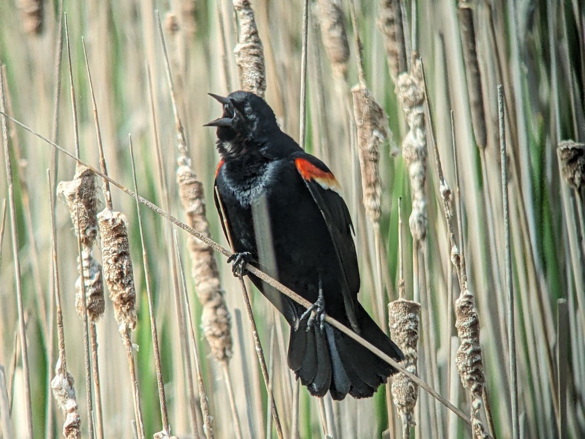 Red-winged Blackbird - jean bernier