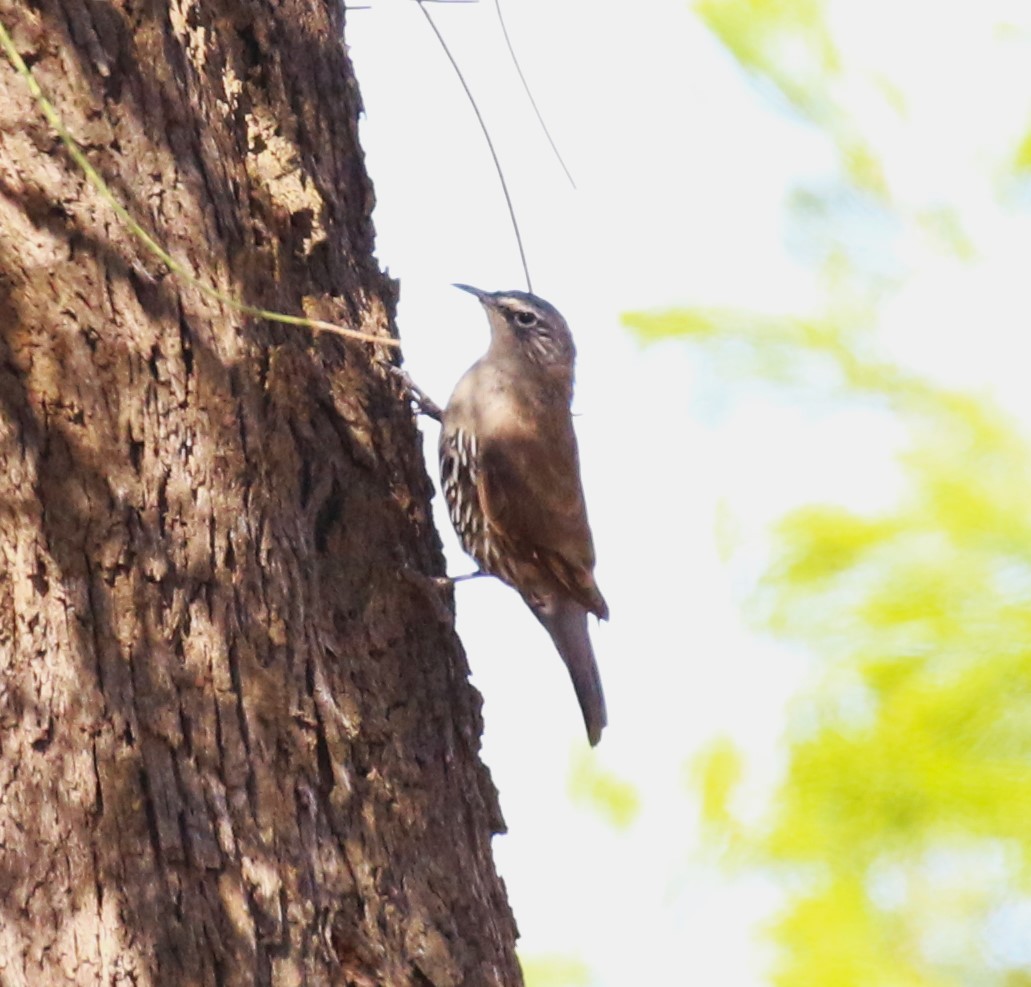 White-browed Treecreeper - sean clancy