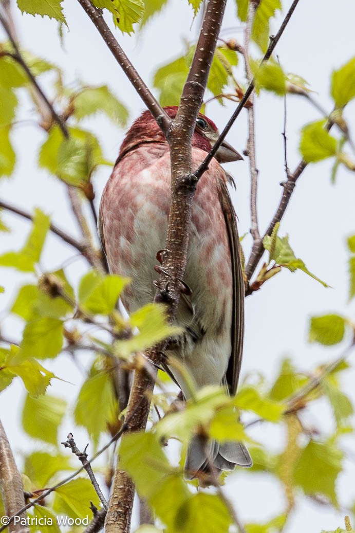 Purple Finch - Mass Audubon North Shore