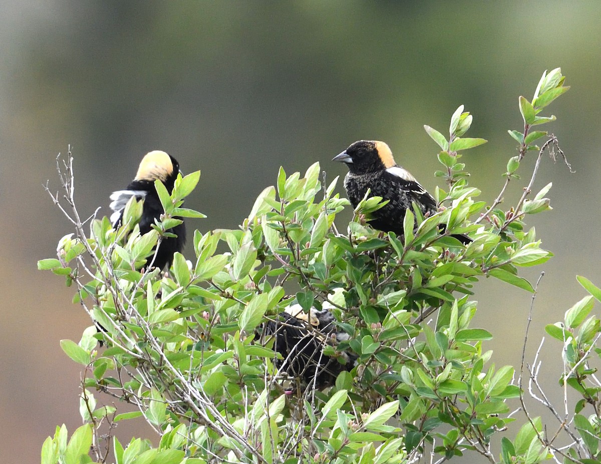 Bobolink - Margaret Hough