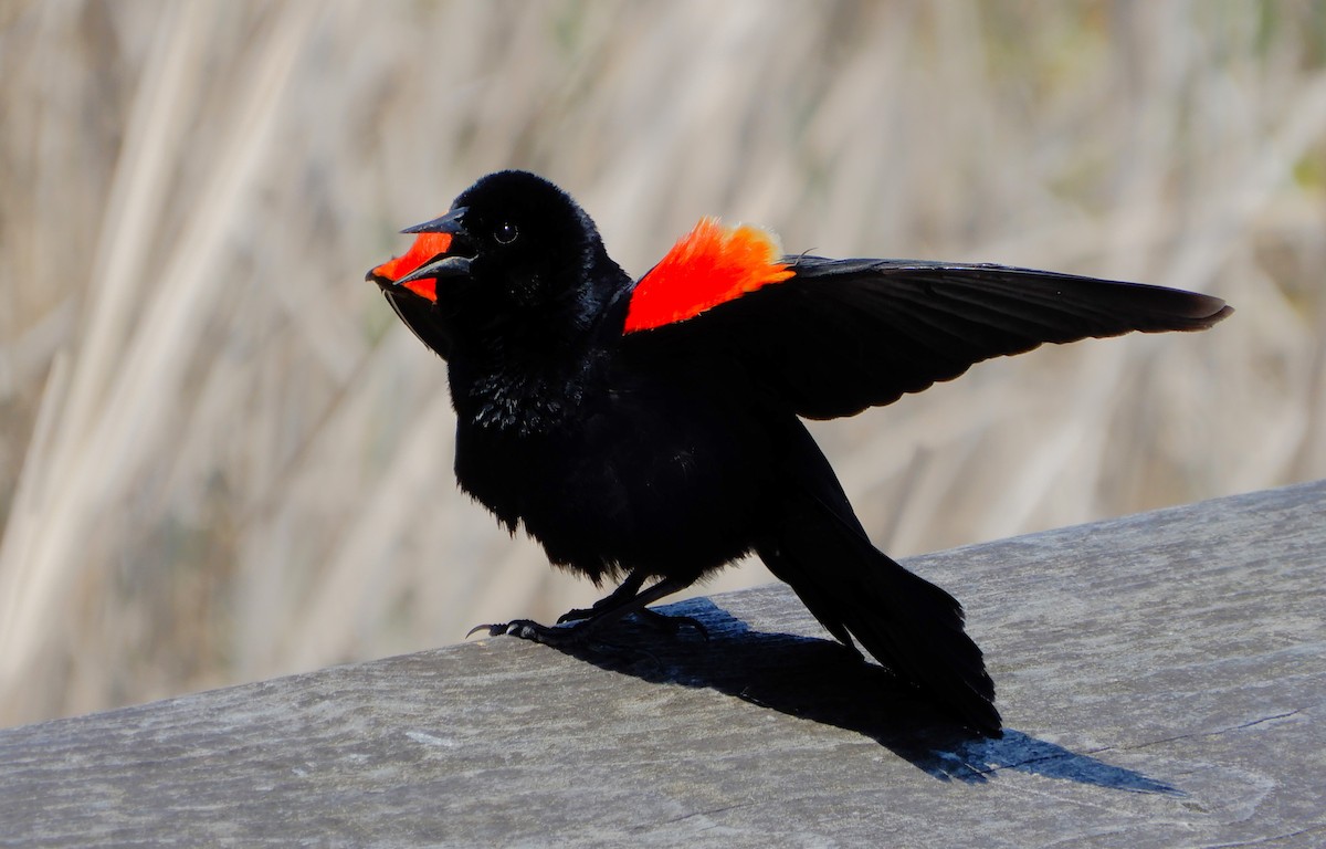 Red-winged Blackbird - Peter Zika