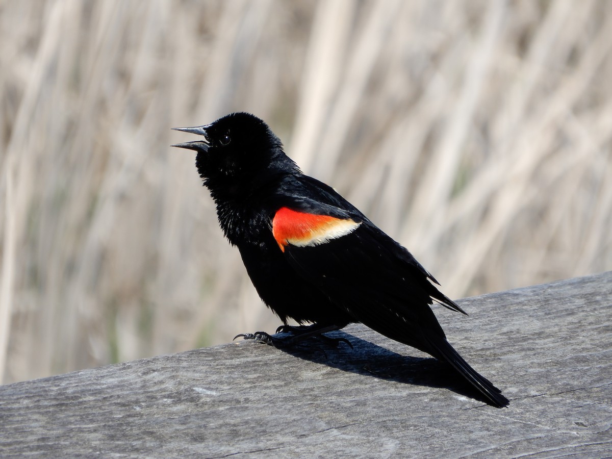 Red-winged Blackbird - Peter Zika