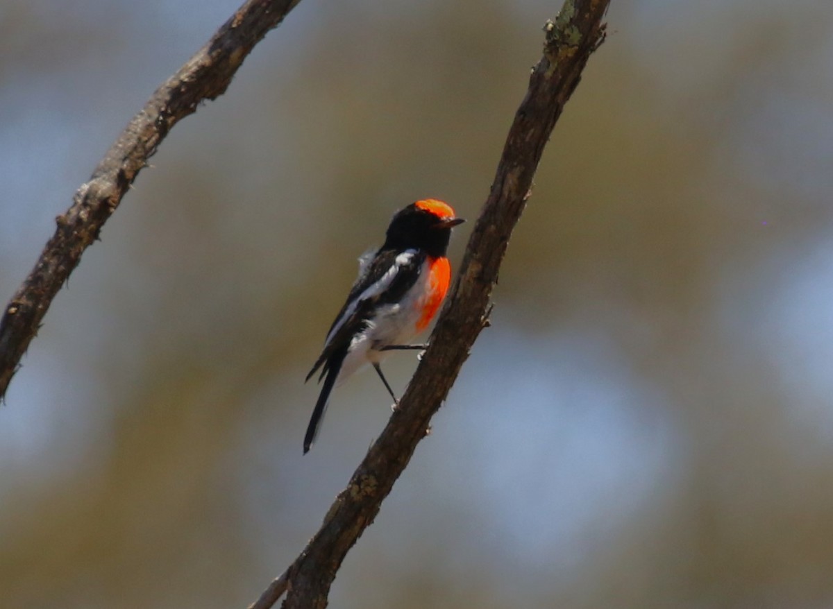 Red-capped Robin - sean clancy