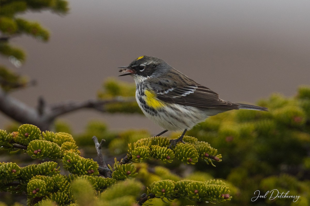 Yellow-rumped Warbler - Detcheverry Joël