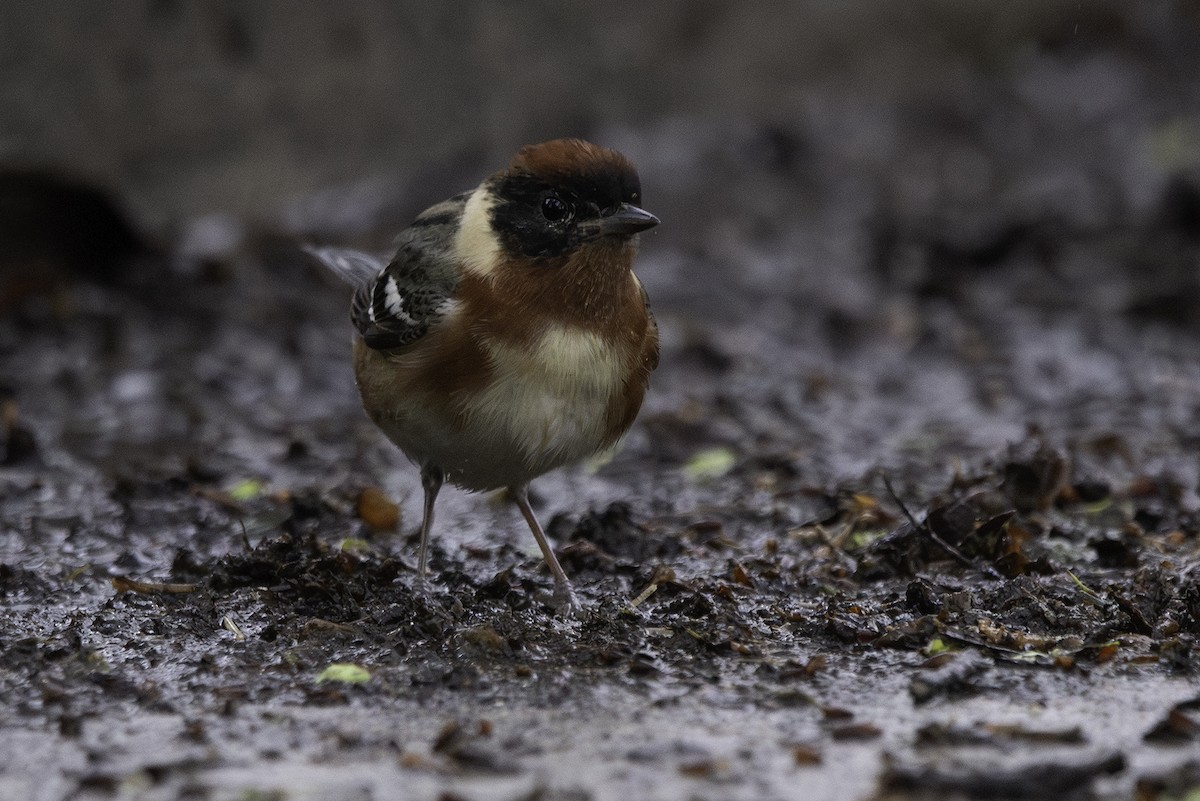 Bay-breasted Warbler - Cam Nikkel