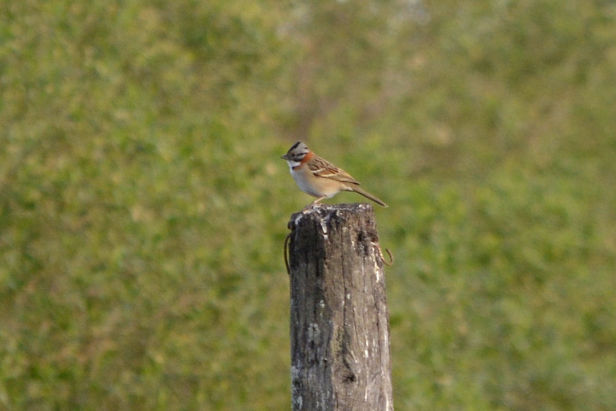 Rufous-collared Sparrow - María Soledad Zingerling
