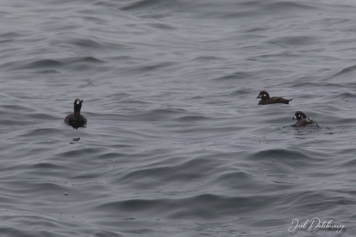 Harlequin Duck - ML619125406