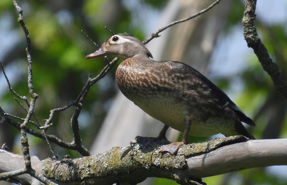 Wood Duck - Matt Tobin